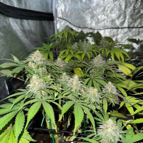 Tropicanna Poison®1 Fast Version growlog timeline photo