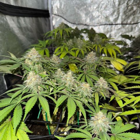 Tropicanna Poison®1 Fast Version growlog timeline photo