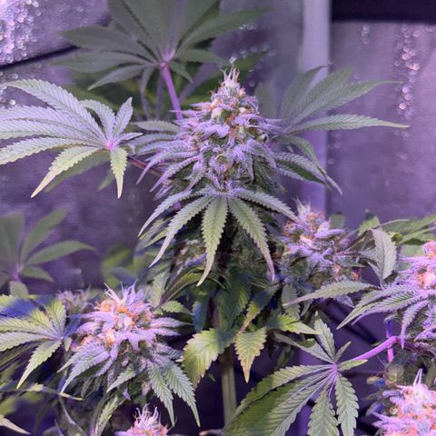 Tropicanna Poison®1 Fast Version growlog timeline photo