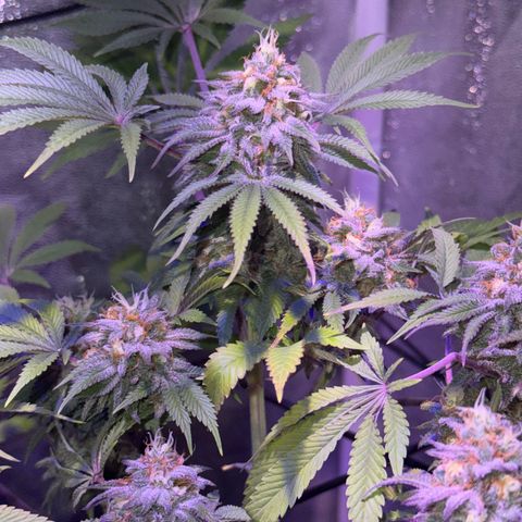 Tropicanna Poison®1 Fast Version growlog timeline photo