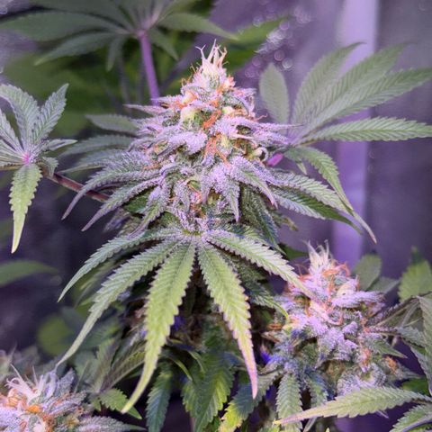 Tropicanna Poison®1 Fast Version growlog timeline photo