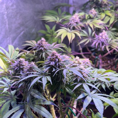 Tropicanna Poison®1 Fast Version growlog timeline photo