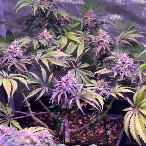 Tropicanna Poison®1 Fast Version growlog timeline photo