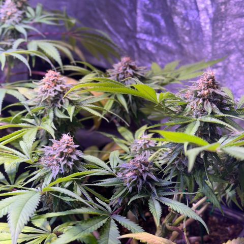 Tropicanna Poison®1 Fast Version growlog timeline photo