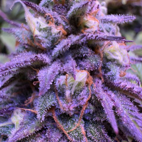 Tropicanna Poison®1 Fast Version growlog timeline photo