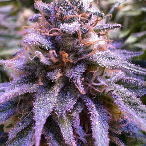 Tropicanna Poison®1 Fast Version growlog timeline photo