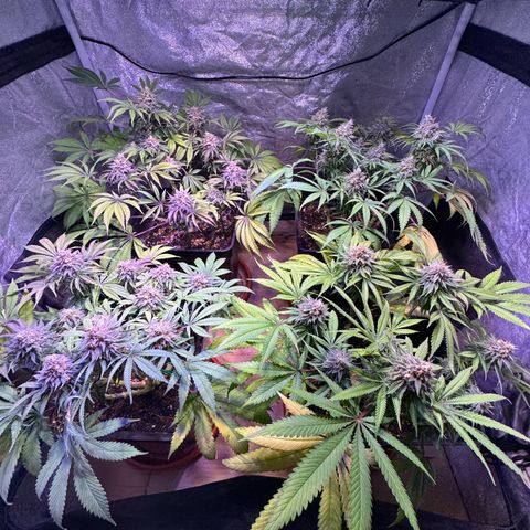 Tropicanna Poison®1 Fast Version growlog timeline photo