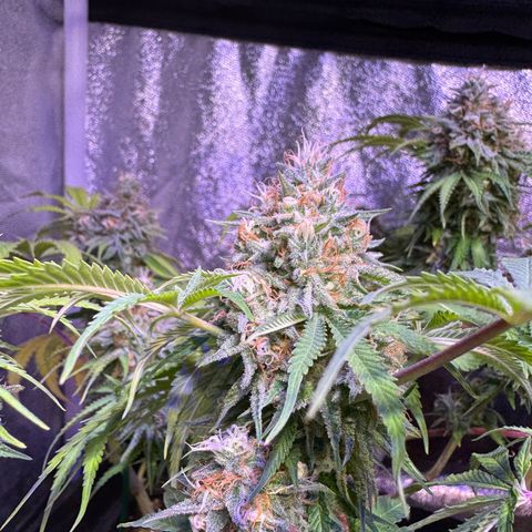 Tropicanna Poison®1 Fast Version growlog timeline photo