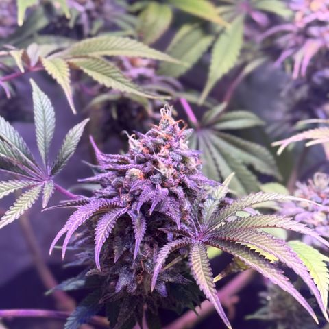Tropicanna Poison®1 Fast Version growlog timeline photo