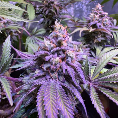Tropicanna Poison®1 Fast Version growlog timeline photo
