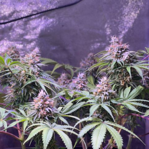Tropicanna Poison®1 Fast Version growlog timeline photo