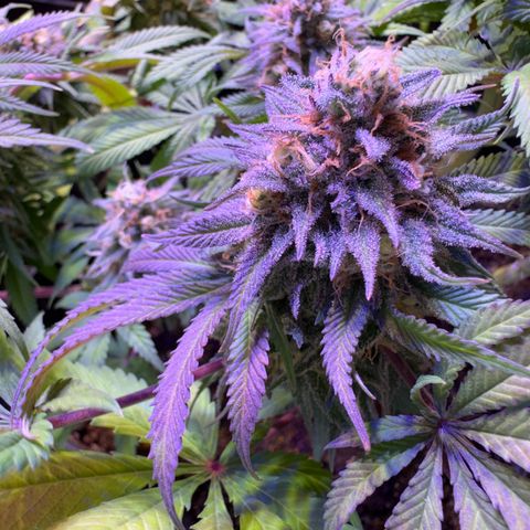 Tropicanna Poison®1 Fast Version growlog timeline photo