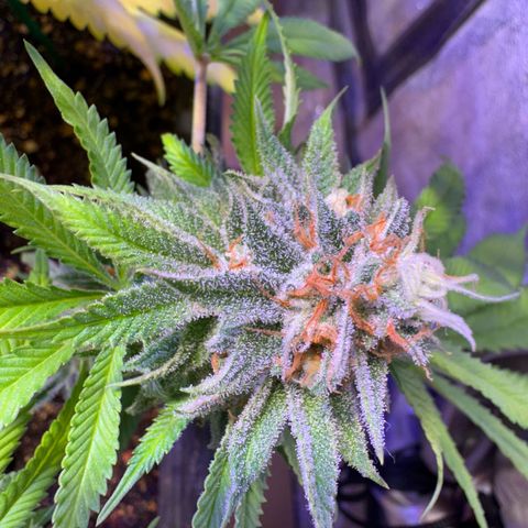 Tropicanna Poison®1 Fast Version growlog timeline photo