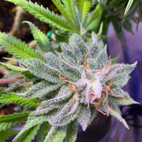 Tropicanna Poison®1 Fast Version growlog timeline photo