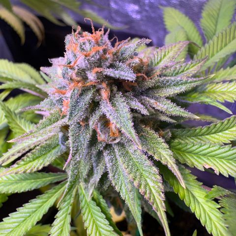 Tropicanna Poison®1 Fast Version growlog timeline photo