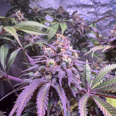 Tropicanna Poison®1 Fast Version growlog timeline photo
