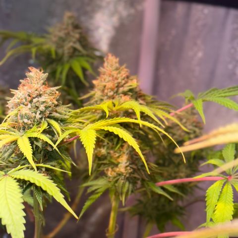 Tropicanna Poison®1 Fast Version growlog timeline photo