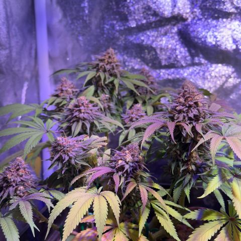 Tropicanna Poison®1 Fast Version growlog timeline photo