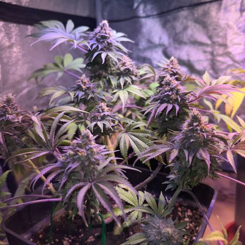 Tropicanna Poison®1 Fast Version growlog timeline photo