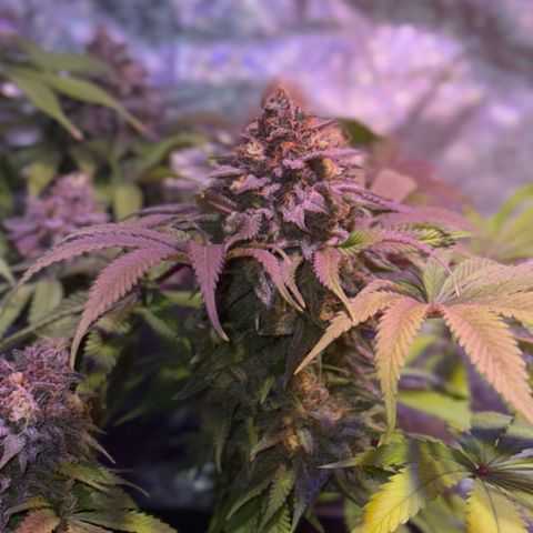 Tropicanna Poison®1 Fast Version growlog timeline photo