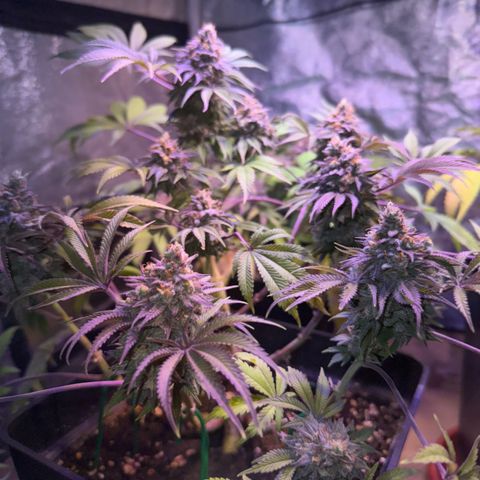 Tropicanna Poison®1 Fast Version growlog timeline photo