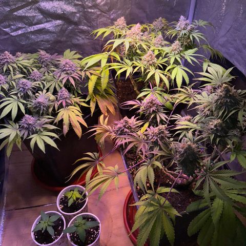 Tropicanna Poison®1 Fast Version growlog timeline photo