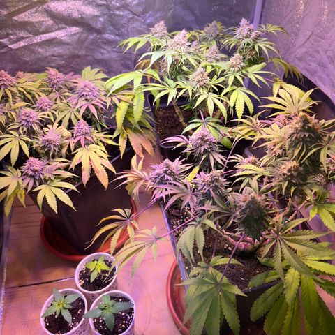 Tropicanna Poison®1 Fast Version growlog timeline photo