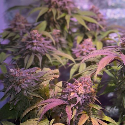Tropicanna Poison®1 Fast Version growlog timeline photo