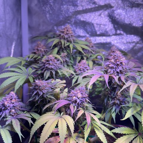 Tropicanna Poison®1 Fast Version growlog timeline photo