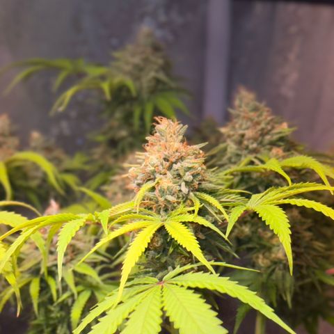Tropicanna Poison®1 Fast Version growlog timeline photo