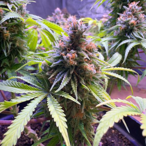 Tropicanna Poison®1 Fast Version growlog timeline photo
