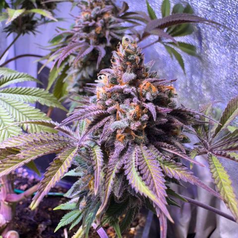 Tropicanna Poison®1 Fast Version growlog timeline photo