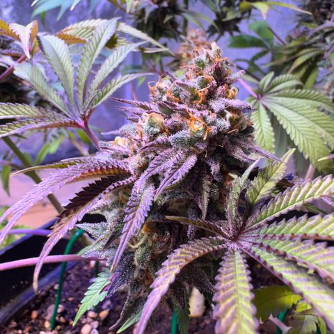 Tropicanna Poison®1 Fast Version growlog timeline photo