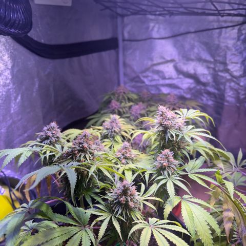 Tropicanna Poison®1 Fast Version growlog timeline photo