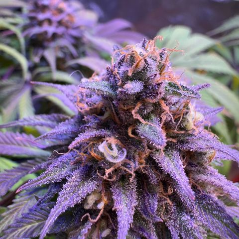 Tropicanna Poison®1 Fast Version growlog timeline photo