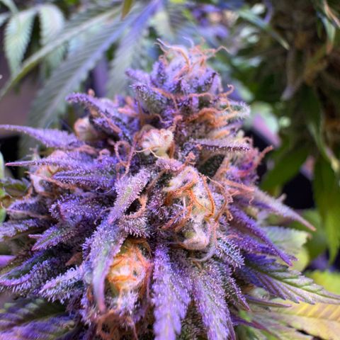 Tropicanna Poison®1 Fast Version growlog timeline photo