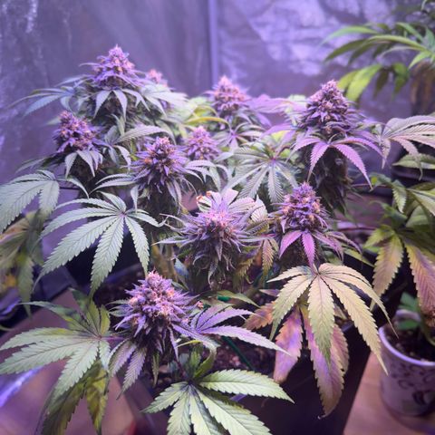 Tropicanna Poison®1 Fast Version growlog timeline photo