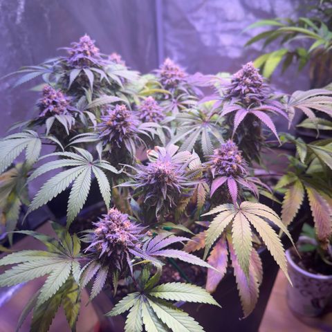 Tropicanna Poison®1 Fast Version growlog timeline photo