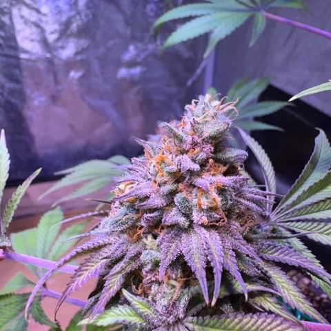 Tropicanna Poison®1 Fast Version growlog timeline photo