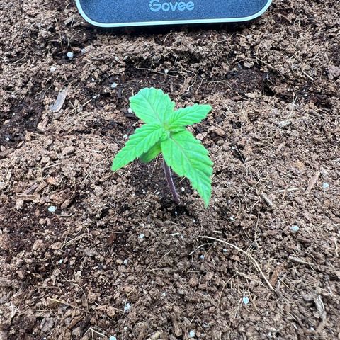 Auto Forbidden Cherry growlog photo: Can see leaves appearing under top node/leaves and something forming on top, 