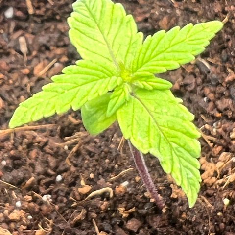 Auto Forbidden Cherry growlog timeline photo