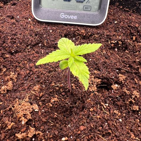 Auto Forbidden Cherry growlog timeline photo