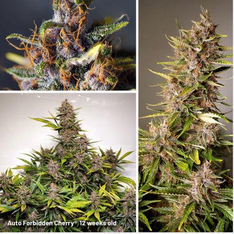 Auto Forbidden Cherry growlog timeline photo