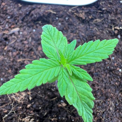 Auto Forbidden Cherry growlog photo: Latest pic and amazed at what 12 ish hours of growth can be. No water or nutes until Friday AM