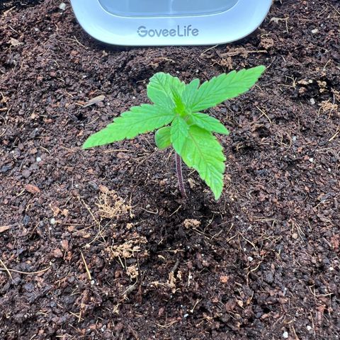 Auto Forbidden Cherry growlog photo: More growth from the looks of it. Bit concerned with bottom leaves issue