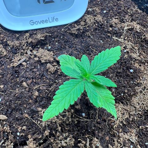 Auto Forbidden Cherry growlog timeline photo