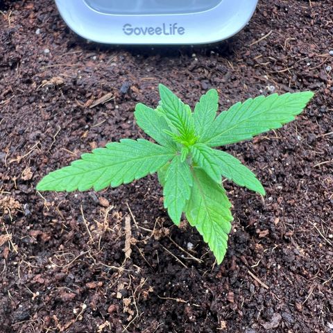 Auto Forbidden Cherry growlog timeline photo