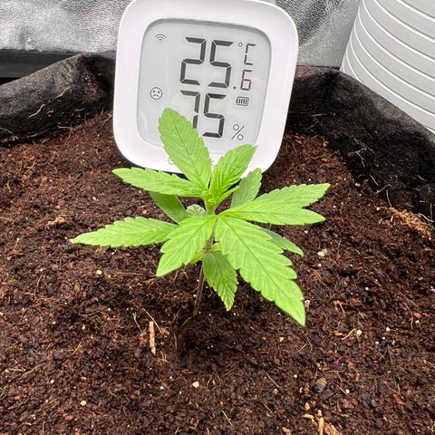 Auto Forbidden Cherry growlog timeline photo
