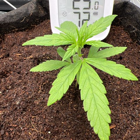 Auto Forbidden Cherry growlog photo: Quite happy with this so far! First grow but long way to go