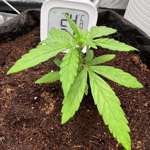 Auto Forbidden Cherry growlog photo: Getting bigger and pre flower